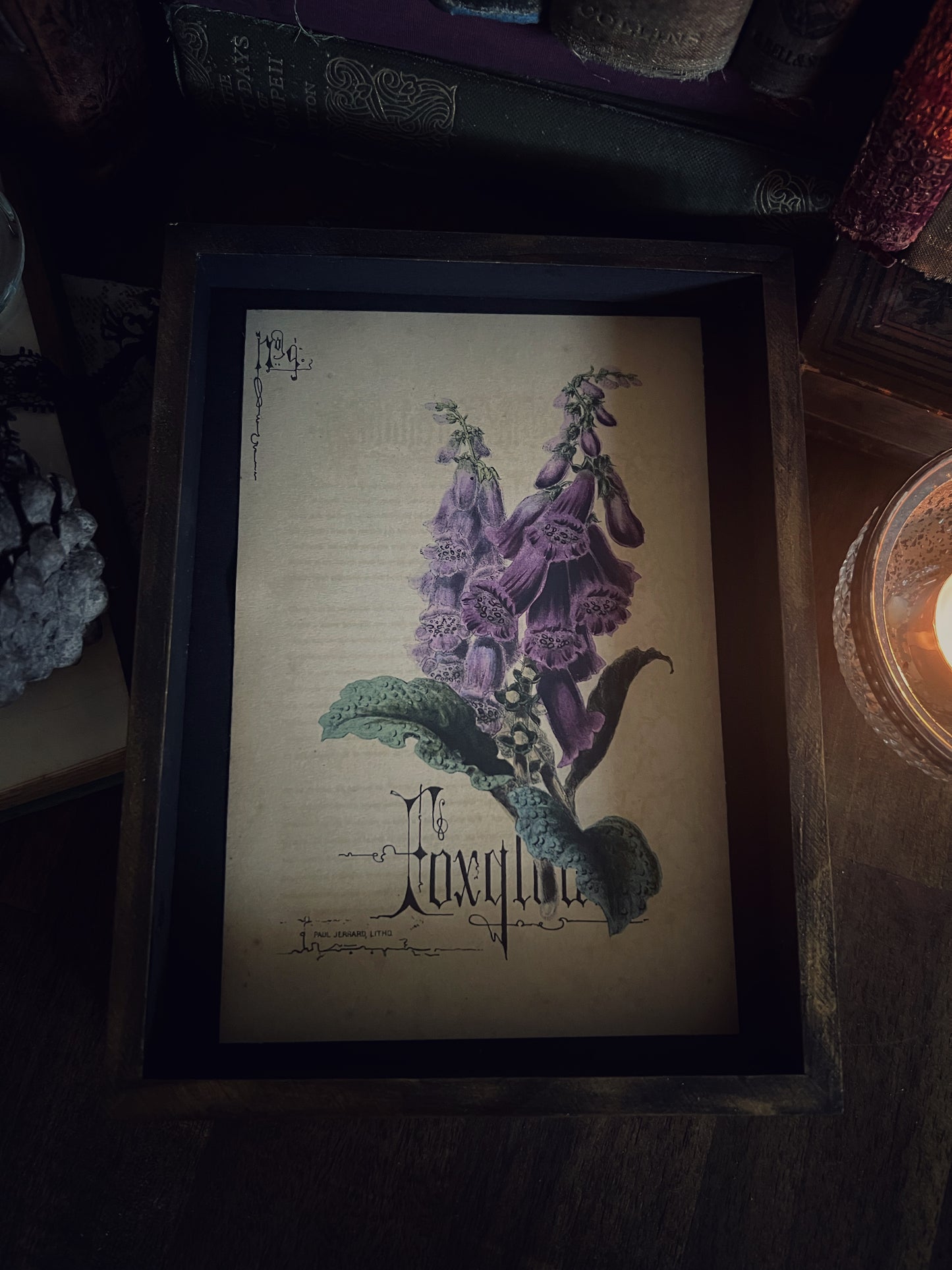 Foxglove - Framed Print