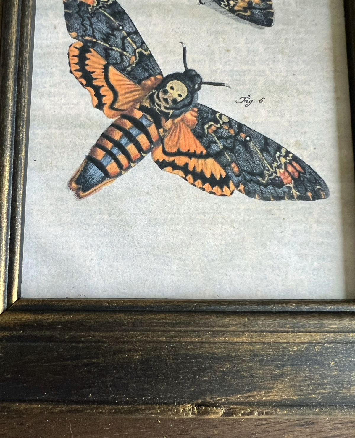 Death's Head Moth Print – Upcycled Frame