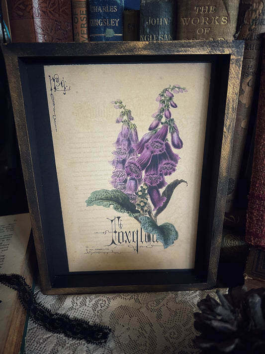 Foxglove - Framed Print