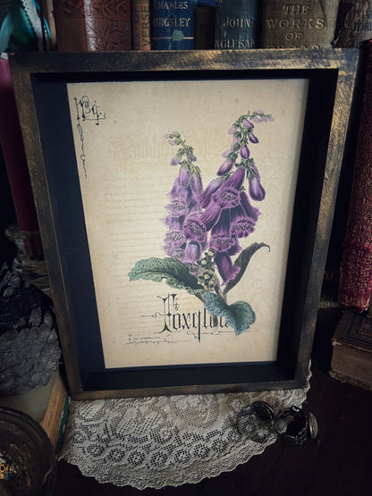 Foxglove - Framed Print