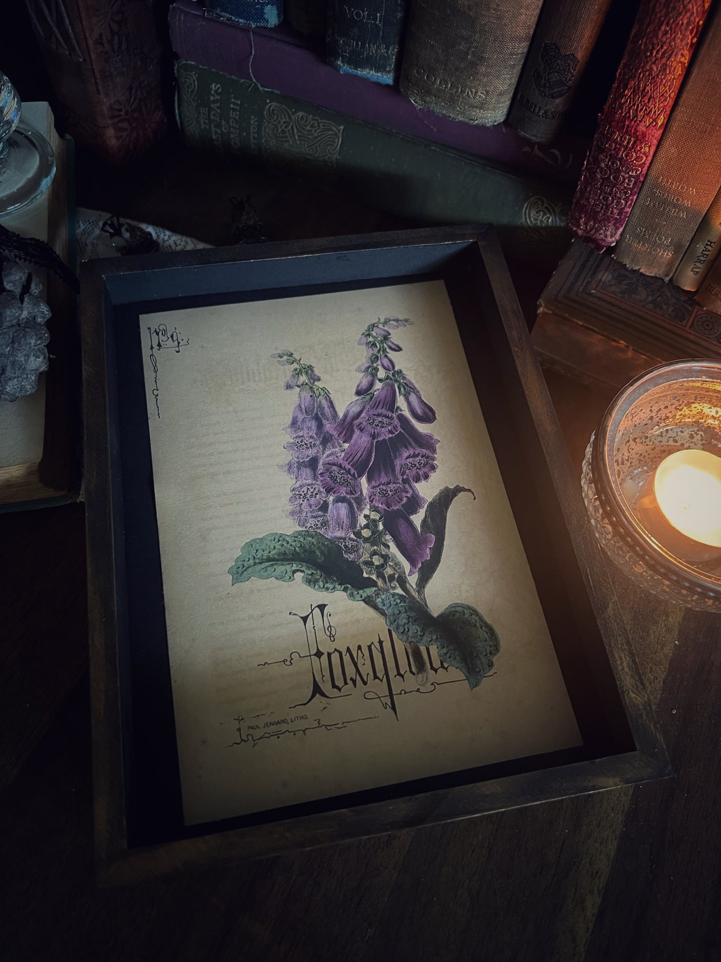 Foxglove - Framed Print