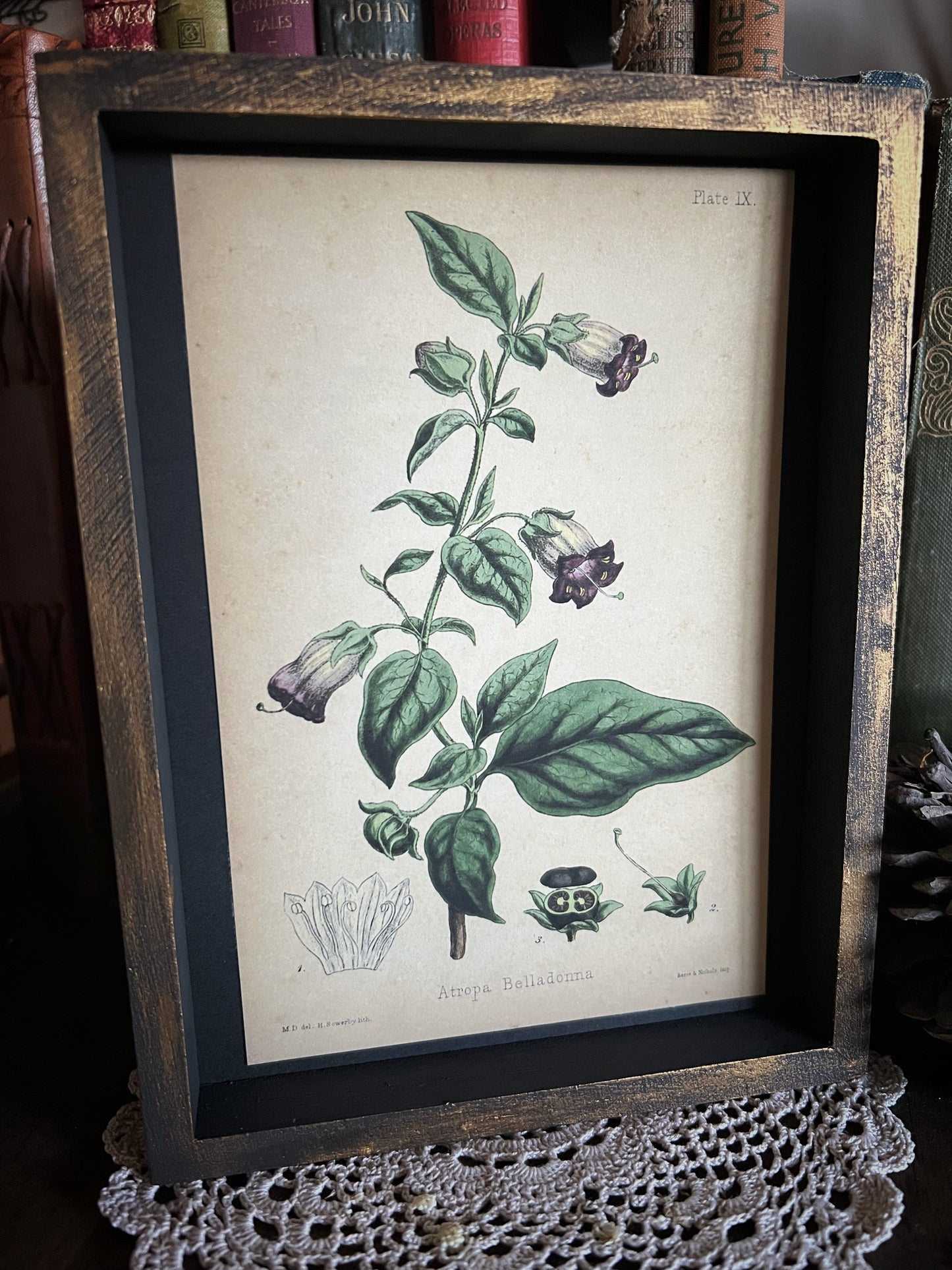 Belladonna - Framed Print