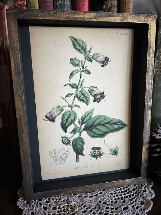 Belladonna - Framed Print