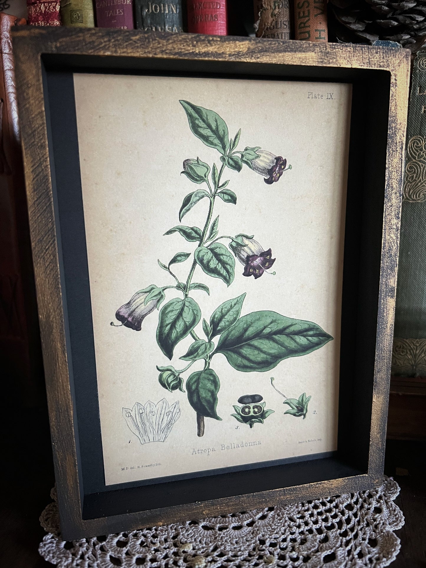 Belladonna - Framed Print
