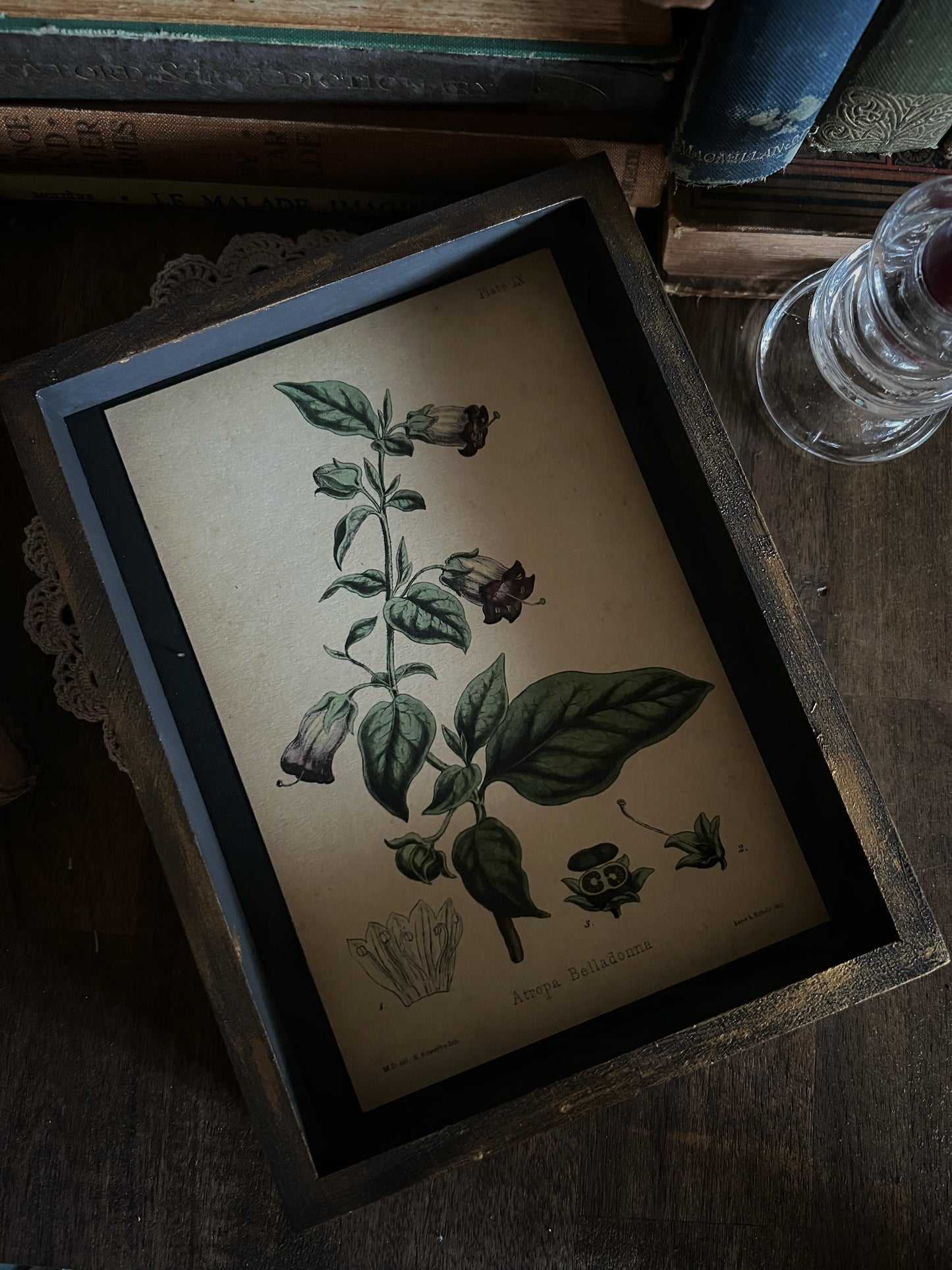 Belladonna - Framed Print