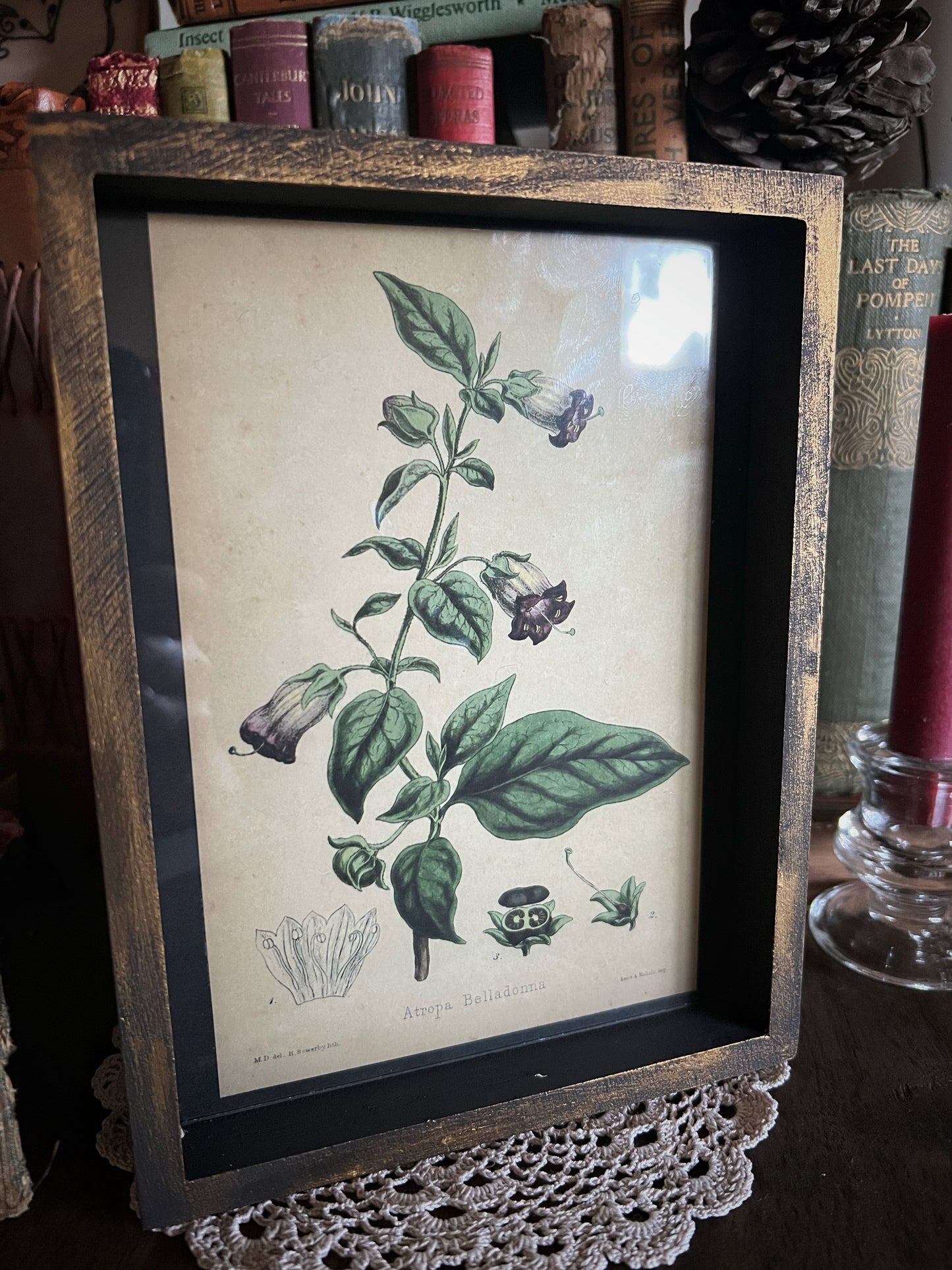 Belladonna - Framed Print