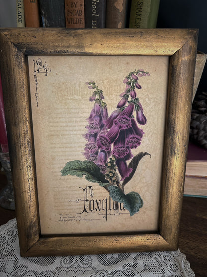 Foxglove - Framed Print