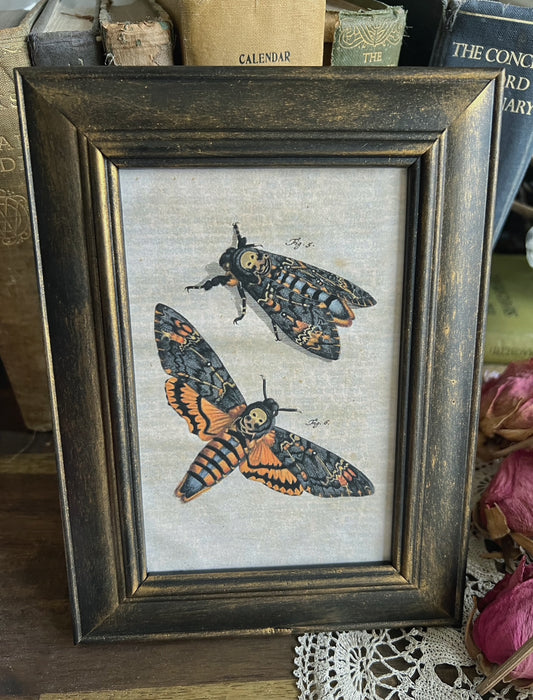 Death's Head Moth Print – Upcycled Frame