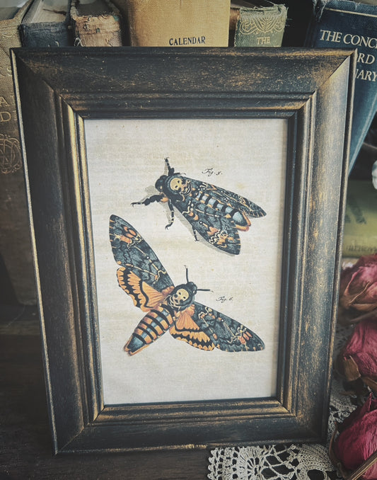 Death's Head Moth Print – Upcycled Frame