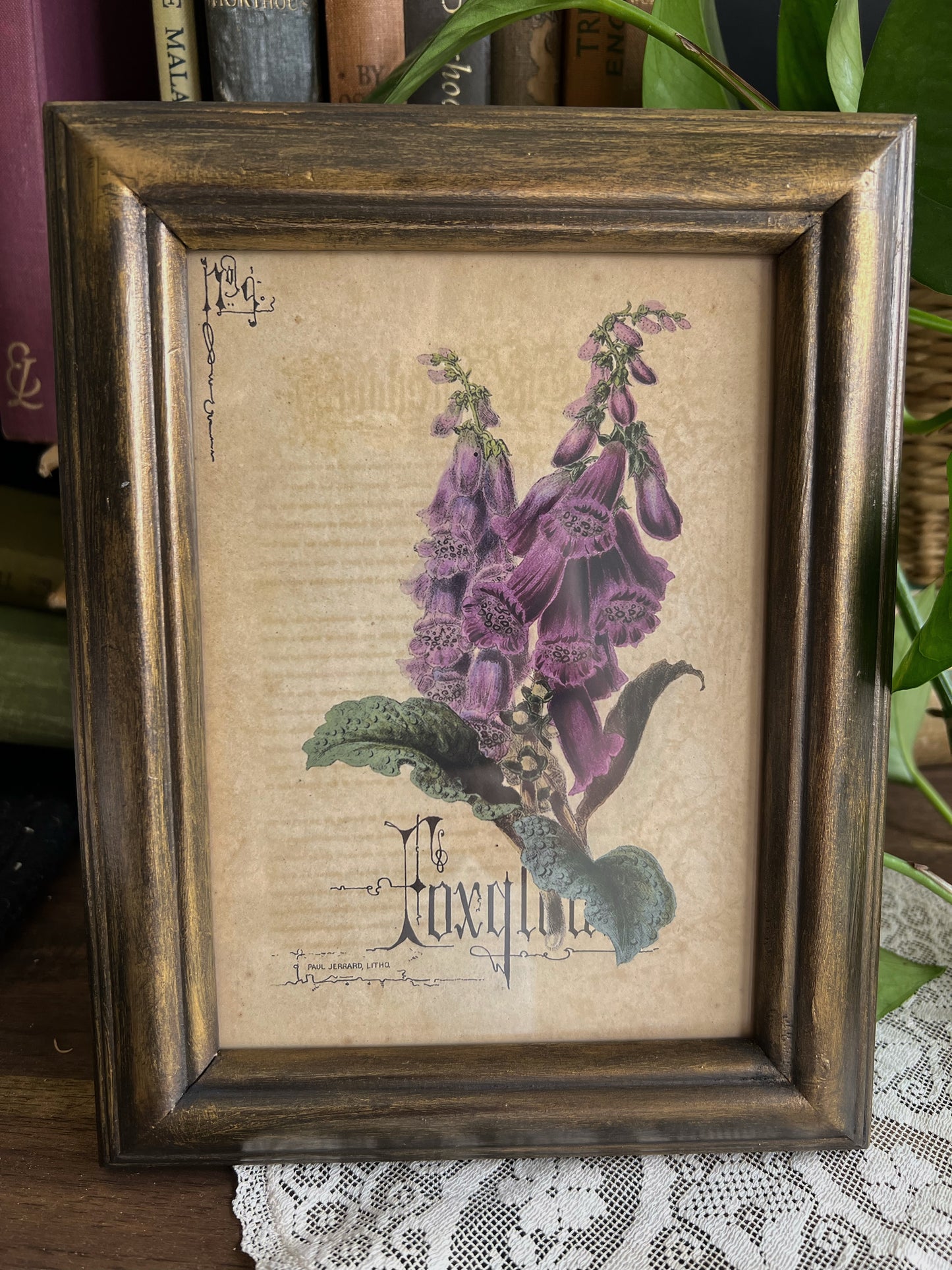 Foxglove - Framed Print
