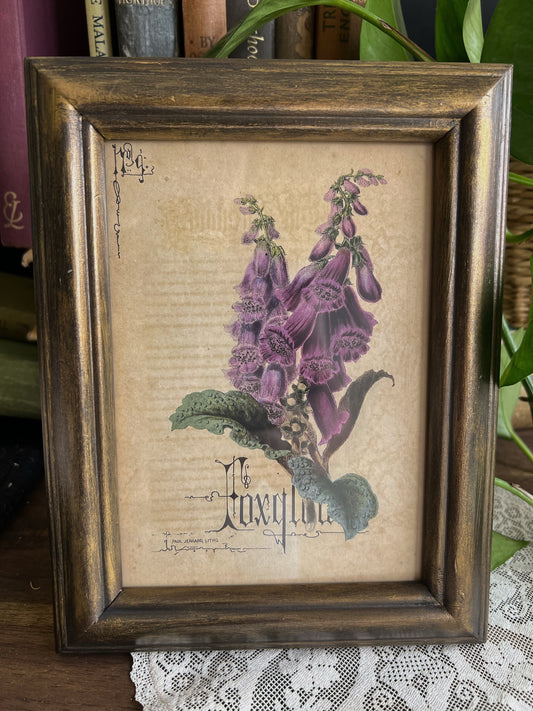 Foxglove - Framed Print