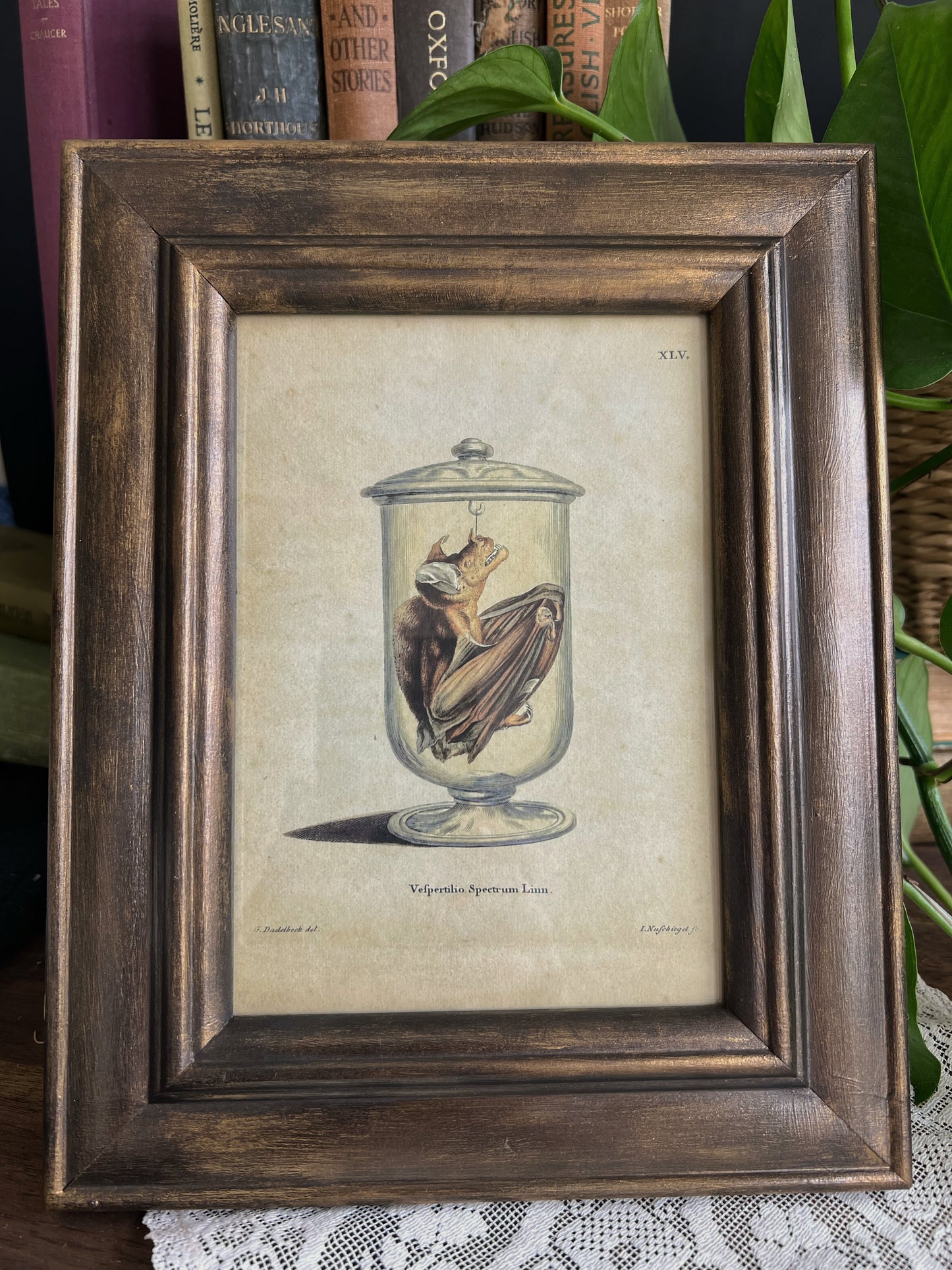 Framed Bat Illustration