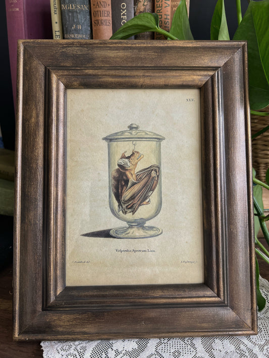 Framed Bat Illustration